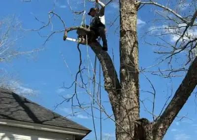 Landscape Maintenance
