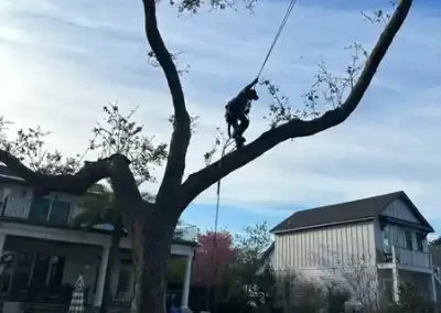 Landscape Maintenance (5)