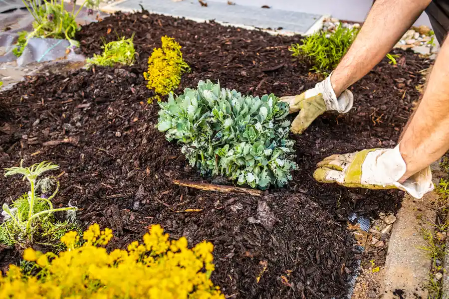 Professional Mulching Bowman, SC Professional Mulching Bowman, SC