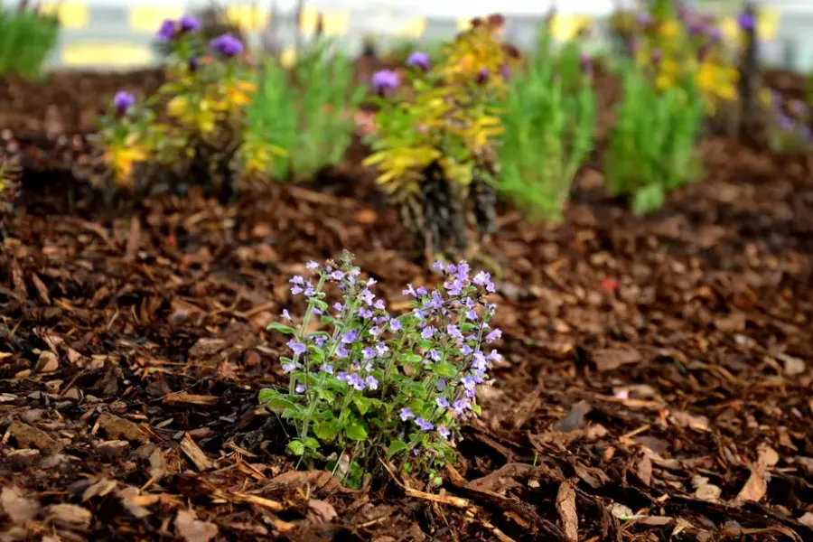 The Importance Of Mulch For Weed Control In Landscaping Bowman, SC The Importance Of Mulch For Weed Control In Landscaping Bowman, SC