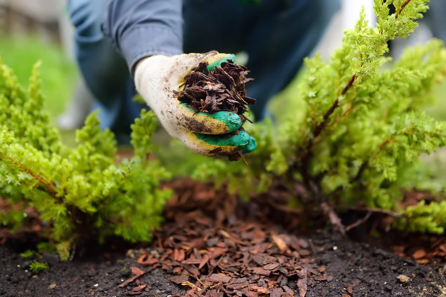 The Importance Of Mulch For Weed Control In Landscaping in Bowman, SC The Importance Of Mulch For Weed Control In Landscaping in Bowman, SC