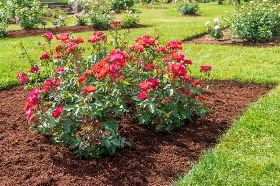 Why Mulching Is Essential For Temperature Regulation In Gardens in Bowman, SC Why Mulching Is Essential For Temperature Regulation In Gardens in Bowman, SC